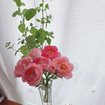 ピエール  ドゥ  ロンサールの画像 by Rose Rose！さん | 小さな庭と花のある暮らし♡とピエール  ドゥ  ロンサールとばら バラ 薔薇とバラ・ピエールドゥロンサールとおうち園芸と庭づくりと可愛いとガーデニングと ミント