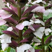 アカンサス,今日のお花,グリーンコート,お出かけ先の画像