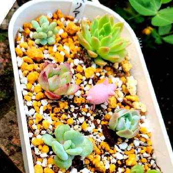 多肉植物寄せ植えシリーズ 可愛い黄色のおうち Www Shipsctc Org