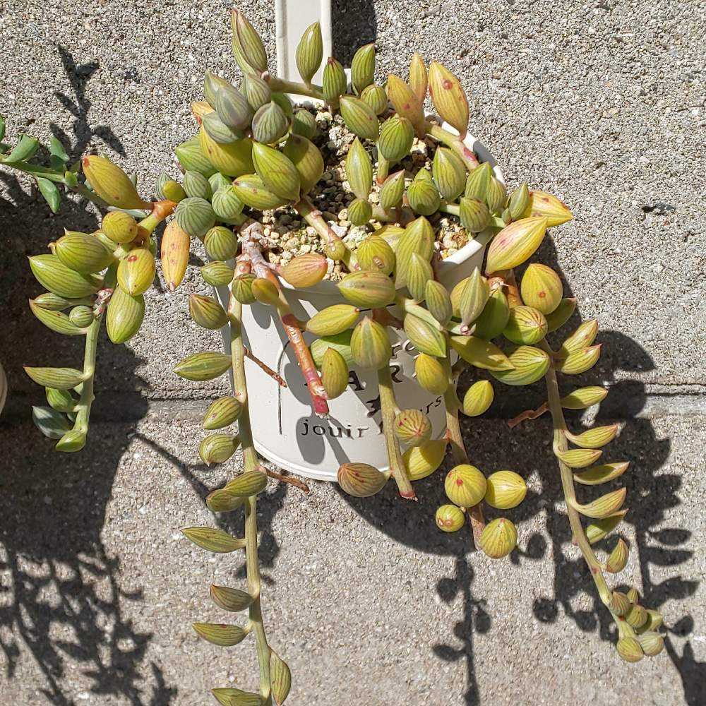 多肉植物^o^ カット苗5種セット+アーモンドネックレスetc. 多肉植物^o^ カット苗5種セット+アーモンドネックレスetc.