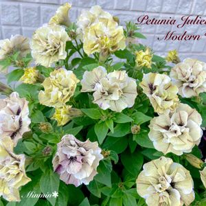 ガーデニング,花のある暮らし,ペチュニア☆,サフィニア・ペチュニア,おうち園芸の画像