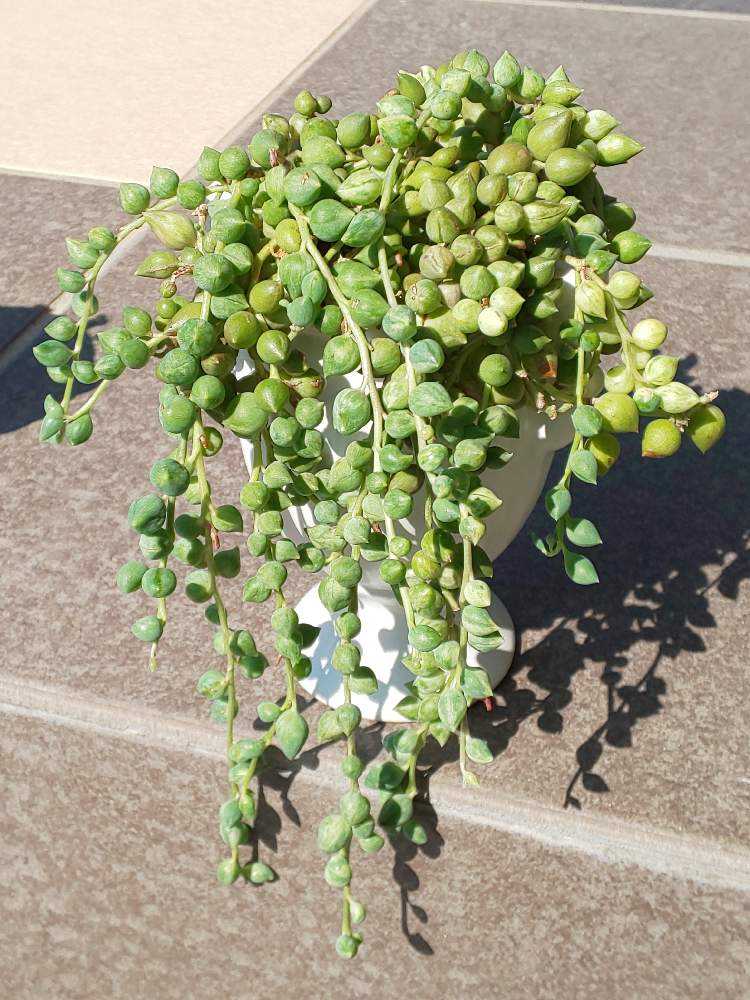 190 エンジェルティアーズの生長記録 2022.06.09更新｜🍀GreenSnap