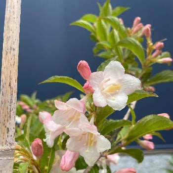 オオベニウツギの画像 by ふわふわかき氷さん | 小さな庭とオオベニウツギと記録用と6月と梅雨の時期