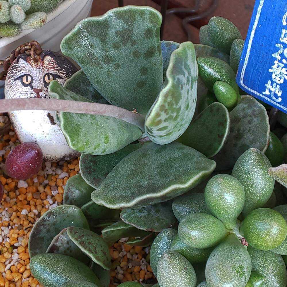 417 天錦章の生長記録 2022.06.09更新｜🍀GreenSnap（グリーンスナップ）