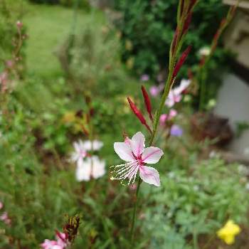 ガウラ リリポップピンクの画像 by まおありさん | 広い庭とガウラ リリポップピンクと2年目