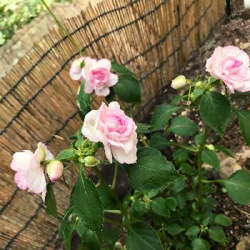 バラ咲きインパチェンスの画像 by botanさん | 小さな庭とバラ咲きインパチェンスとインパチェンスと可愛いとカリフォルニアローズ フィエスタとカリフォルニアローズ✨とカリフォルニアローズ　フィエスタ　アップルブロッサム