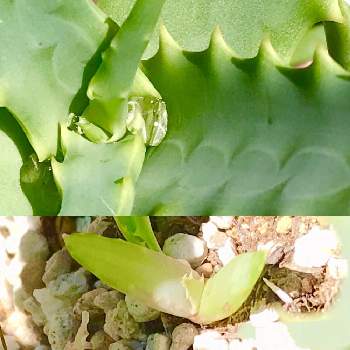 キダチアロエ,多肉植物,初心者,キダチアロエ1,復活の画像