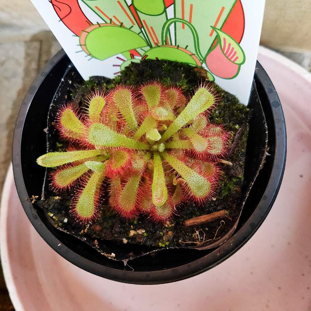 モウセンゴケ アリキアエを育てる Greensnap グリーンスナップ