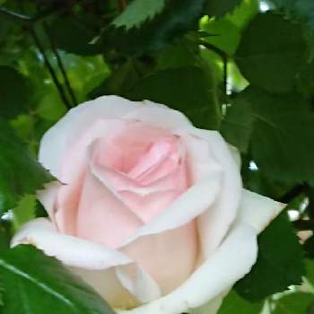 Yukoさんのピンクワールドへようこその画像 by 薔薇姫さん | 小さな庭とピエールドゥロンサールと薔薇ピエールドゥロンサールと薔薇に魅せられてとバラ・ピエールドゥロンサールと薔薇は癒し(๑˃̵ᴗ˂̵)♡とYukoさんのピンクワールドへようこそとピエール姫と薔薇が好き❤とピエールドロンサール♪とピエールと癒しのバラとピエールドゥロンサール♡とピエールドロンサール.と淡いピンクとピエールドゥロンサール♥︎︎∗︎*ﾟとばら 薔薇 バラとチーム福岡とピエールドゥロンサール☆とバラを楽しむと日曜日の薔薇
