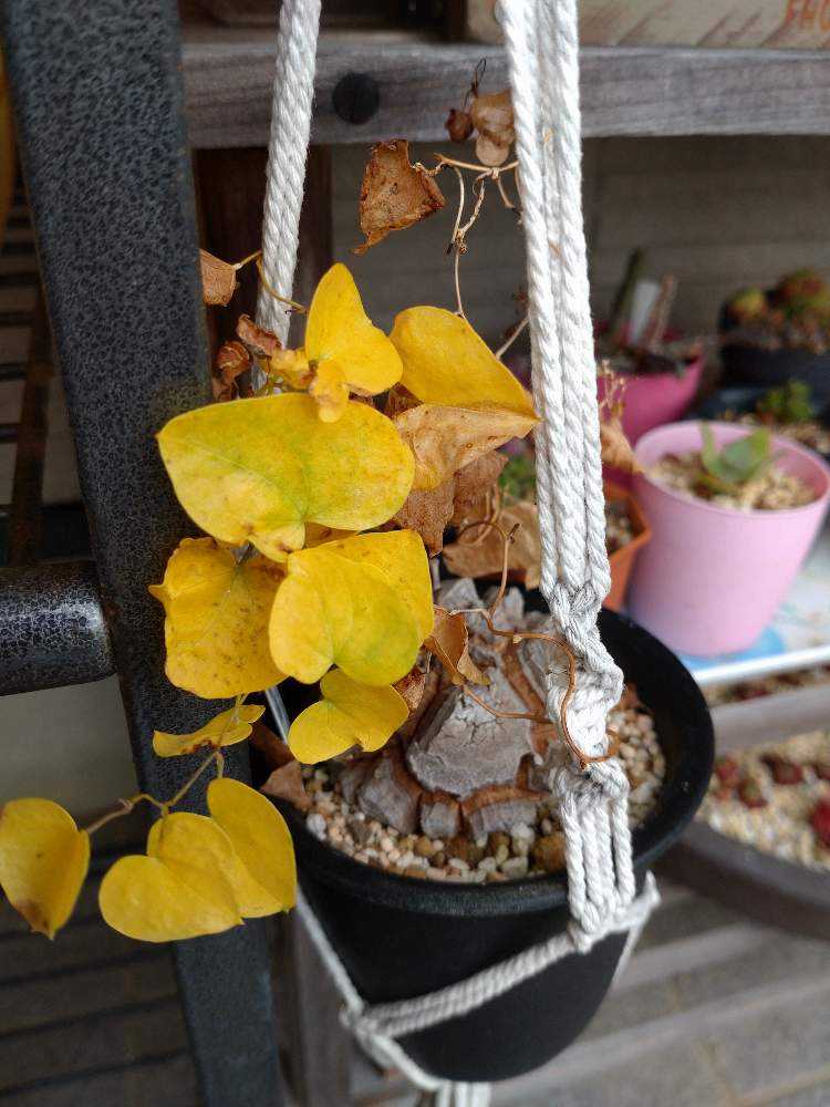 アフリカ亀甲竜の植え替え｜🍀GreenSnap（グリーンスナップ）
