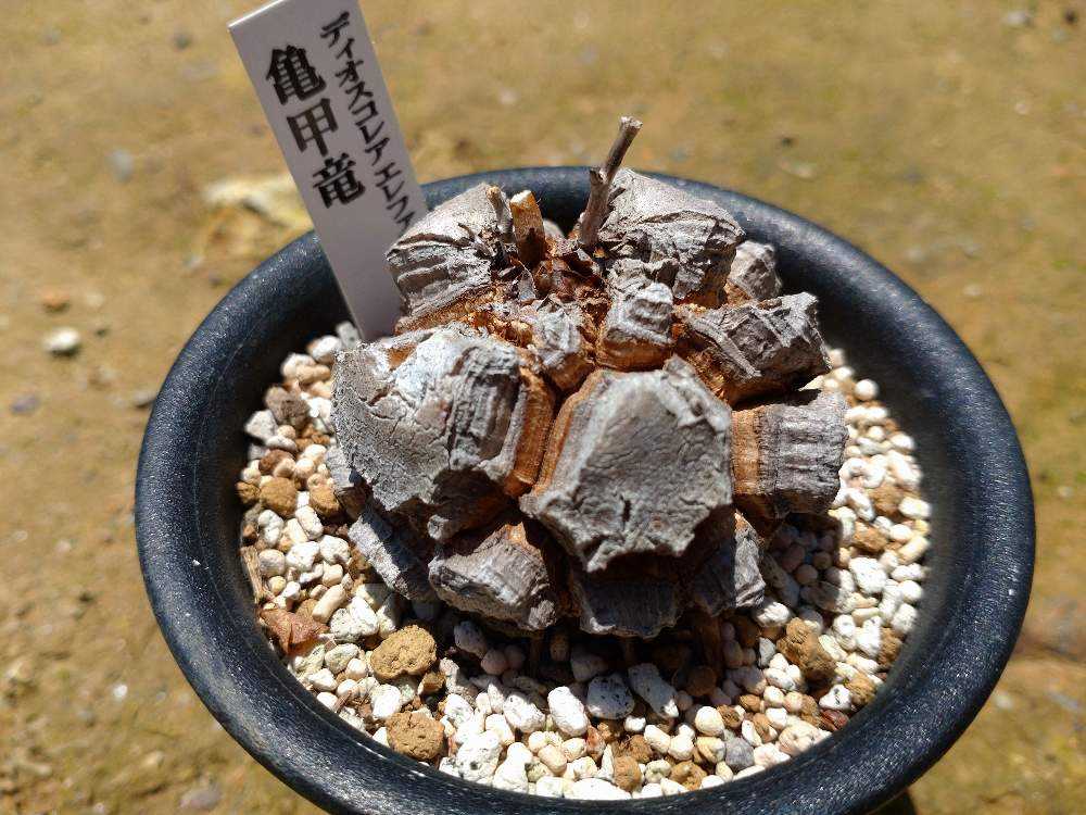 アフリカ亀甲竜の植え替え｜🍀GreenSnap（グリーンスナップ）