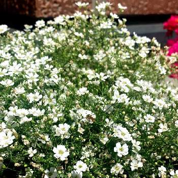  もこもこの画像 by ぽんずさん | 小さな庭とシュッコンカスミソウとちいさいお花とお客さまと初心者と もこもことど素人ともりもりと白い花