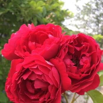 赤薔薇の画像 by あきこさん | 小さな庭とばら バラ 薔薇とビューティフル サンデーと毎日ローズショーとつるバラとお家園芸と美しいと綺麗と赤い花と真っ赤と薔薇♪と赤薔薇と赤いバラとフロレンティーナ バラ