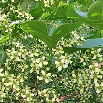 マユミの花の投稿画像一覧 Greensnap グリーンスナップ