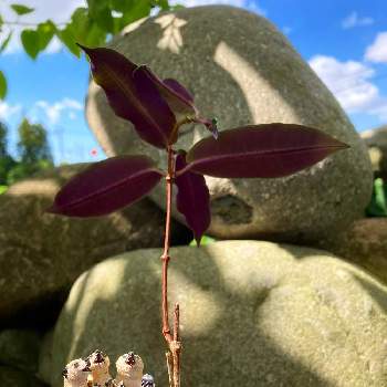 ペトペンチア ナタレンシスの画像 by mikan3さん | ペトペンチア ナタレンシスとガガイモ科と塊根植物のある暮らしと私の癒しと富山支部とコーデックス