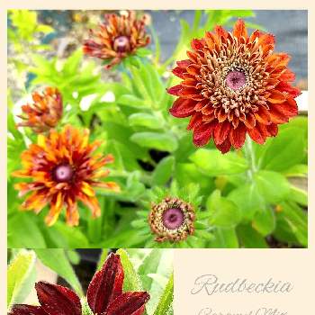 茶色の花の画像 by miuさん | 小さな庭と育てる楽しみとルドベキア　キャラメルミックスと花のある暮らしとかわいいな♡と茶色の花と細々とやってますとルドベキア*