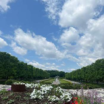 昭和記念公園の画像 by ゆかりさん | 昭和記念公園とno more warと癒しの空間といつも心に太陽をと被災地にエールを…。とおしゃれ❤️と❤️癒されてと武器ではなく花を