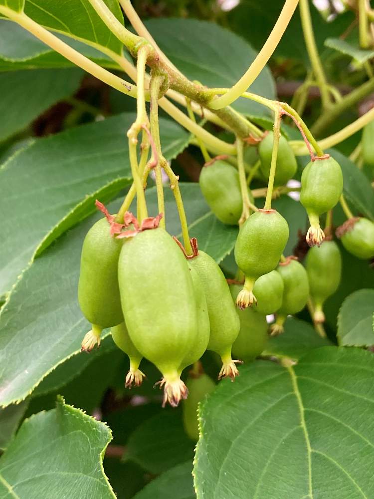 ベビーキウイの投稿画像 By ちいさん 小さな庭と庭の植物と放置栽培と家庭菜園奮闘日記と健康果物と庭の植物と放置栽培と家庭菜園奮闘日記と健康果物 22月6月12日 Greensnap グリーンスナップ Greensnap グリーンスナップ