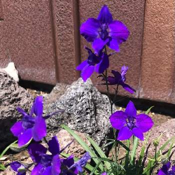 初めて✨の画像 by ほたるぶくろさん | 初めて✨と街中散歩と綺麗なお花をありがとう＊と紫色のお花とウォーキングの楽しみ