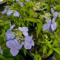 山あじさい,季節を楽しむ,手作りの庭,癒し,東北の画像