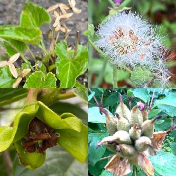 柿の花の投稿画像一覧 Greensnap グリーンスナップ