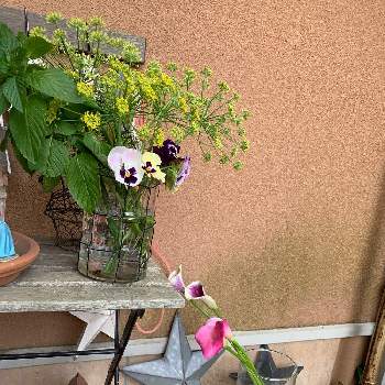 アサガオ♡の画像 by m_arikoさん | 玄関とカラーピカソとフェンネルとパンジーとペパーミントとカラーとクランベリー♡とユーカリの木とおうちde菜園とユーカリの剪定と公園とおうち園芸とガーデニング雑貨とハーブとアジサイ　紫陽花と玄関ディスプレイとグリーンネックレス☆と花いろいろとガーデニングと小さな小さな庭と花のある暮らしと玄関先とスモークツリーを育てるとアサガオ♡