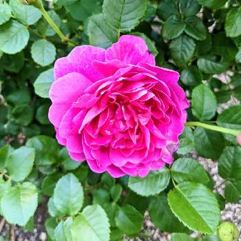 バラ プリンセスアンの投稿画像一覧 Greensnap グリーンスナップ