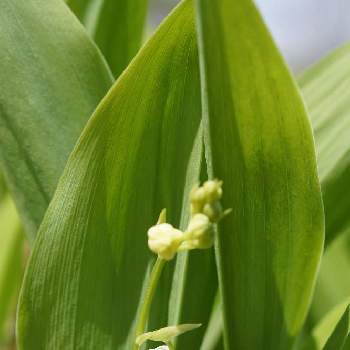 ニホンスズランの投稿画像一覧 Greensnap グリーンスナップ