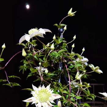 お月様の画像 by ☆アナベル*･゜ﾟ♡↝さん | 小さな庭とクレマチス 白万重(しろまんえ)とクレマチス白万重♡と癒しとマイガーデンとクレマチス♬とおうち園芸とはなのある暮らしとお月様と花のある暮らしと蕾　つほみとお月様と…