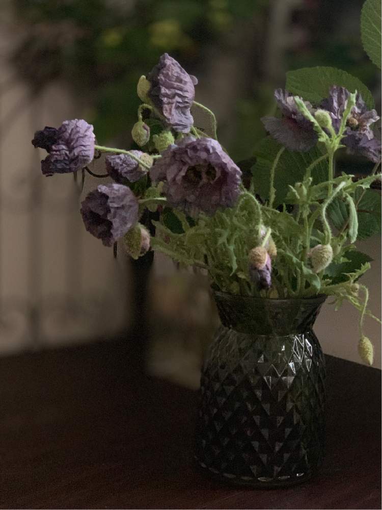 アメイジング グレイスの投稿画像 By Hiromiさん ポピー と部屋と投げ入れと花の15年組と生花とナチュラルスタイルとフラワーアレンジメントと花のある暮らしと切り花 と投げ入れと花の15年組と生花とナチュラルスタイルとフラワーアレンジメントと花のある暮らしと切り花