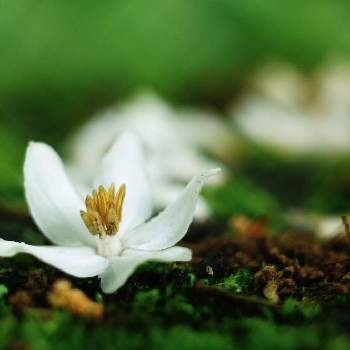 落ちた花の投稿画像一覧 Greensnap グリーンスナップ