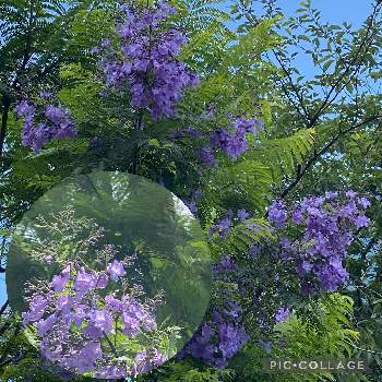  ジャカランダの画像 by nanairoFさん | お出かけ先とジャカランダと薄紫色の花と薄紫色と神奈川歯科大学と花のある暮らしと青い花マニアとチーム・ブルーとチーム・ブルーN o.048と世界三大花木と青い夏の花マニアと紫色の花と幸せの青い花とトリトンさんに寄り添い隊と青い花とその葉を写そう！2022とウキウキわくわく♪と夏色ブルーと ジャカランダ