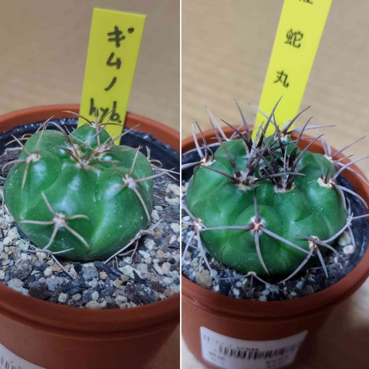 紅蛇丸の一覧｜🍀GreenSnap（グリーンスナップ）