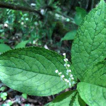 二人静の投稿画像一覧 Greensnap グリーンスナップ