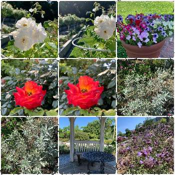 素敵な植物の画像 by サボワさん | お出かけ先と薔薇マイン　ミュンヘンと薔薇アイスバーグと無加工と笑顔の種とウクライナに平和をと植物のある暮らしと癒やしの植物と癒やしとフラワーライフとボタニカル・ライフと美しい植物とコロナウイルスの終息を願う！と植物大好きと素敵ライフと癒やしライフと緑のある暮らしと長居植物園と花のある暮らしとお花のある生活と緑のある生活と外出先と素敵な植物