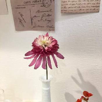 フラワーベース♡の画像 by doremiさん | 玄関とエキナセア ナンシーとエキナセアと季節の花と花のある暮らしとフラワーベース♡と一人一花