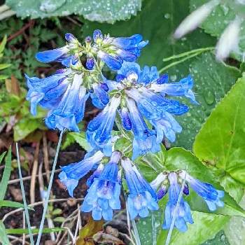 ペンステモン オバタスの投稿画像一覧 Greensnap グリーンスナップ