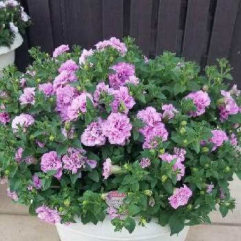 アズガーデン大治の投稿画像一覧 Greensnap グリーンスナップ