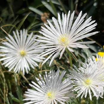 マツバギク 白の投稿画像一覧 Greensnap グリーンスナップ