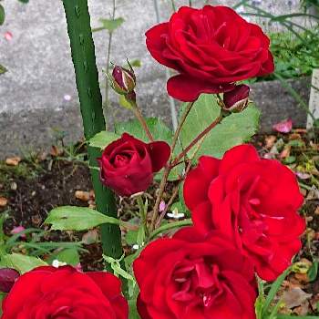 我が家のバラの画像 by 山ちゃんさん | 広い庭とバラ   ラバーグルトと昨日のバラとおうち園芸と花のある暮らしと我が家のバラと地植え