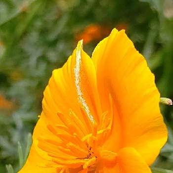 橙色の画像 by ❦THE HERMIT❦さん | お出かけ先とハナビシソウとカリフォルニアポピーと光輝く花と刹那さと癒されとマクロ撮りと元気❗❗と橙色と本来の色と秘密のpicと大好きな花とヒカリと風の中