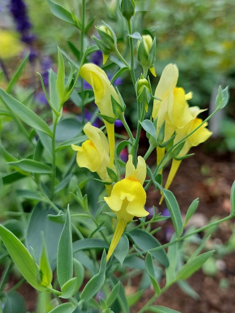 宿根リナリア プルプレアの投稿画像 By カマンベールさん 宿根リナリアとリナリアと黄色の花と月曜日にビタミンカラーと宿根リナリア と小さな庭と黄色の 花と月曜日にビタミンカラーと宿根リナリア 22月6月13日 Greensnap グリーンスナップ Greensnap