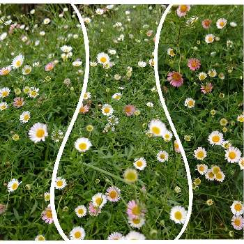エリゲロン！の画像 by りえあみさん | 小さな庭とエリゲロンと癒しときれいとおうち園芸と美しいとガーデニングと花のある暮らしとかわいいとエリゲロン！と白い花とお花は癒しと小さな花とグランドカバーと楽しい！