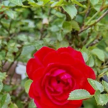 バラの季節の画像 by あななさん | 小さな庭とかわいいバラとバラの季節と鉢植えと花に癒されると真っ赤なミニバラと花のある暮らしとミニ薔薇
