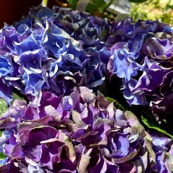 紫陽花が大好き✨の画像 by さいたまさん | バルコニー/ベランダとアジサイ パッシオと紫陽花が好き♡と紫陽花が大好き✨と市村花卉園と紫陽花 友の会と我が家の愉快な仲間たちと花びらの魅力✨と秋色紫陽花