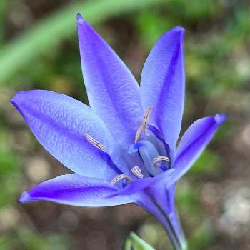 ブローディア ルディーの画像 by shizukuさん | ブローディア ルディーと紫色の花と青い花とチーム・ブルー　No.110と青い花マニアとチーム・ブルーと球根植物