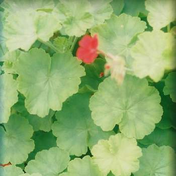 フィルムカメラの画像 by kitaさん | お出かけ先とフィルムカメラと自然と癒しと葉っぱと散歩ともりもりと草花大好きとフィルム写真とグリーン