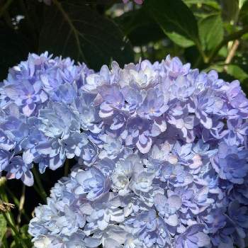 紫陽花 てまりてまりの画像 by きぃさん | 小さな庭と紫陽花 てまりてまりと花のある暮らし