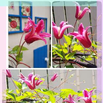 ピンク色のお花の画像 by ともこさん | 小さな庭と クレマチスとガーデニングとクレマチスプリンセスダイアナ♪と花のある暮らしとピンク色のお花