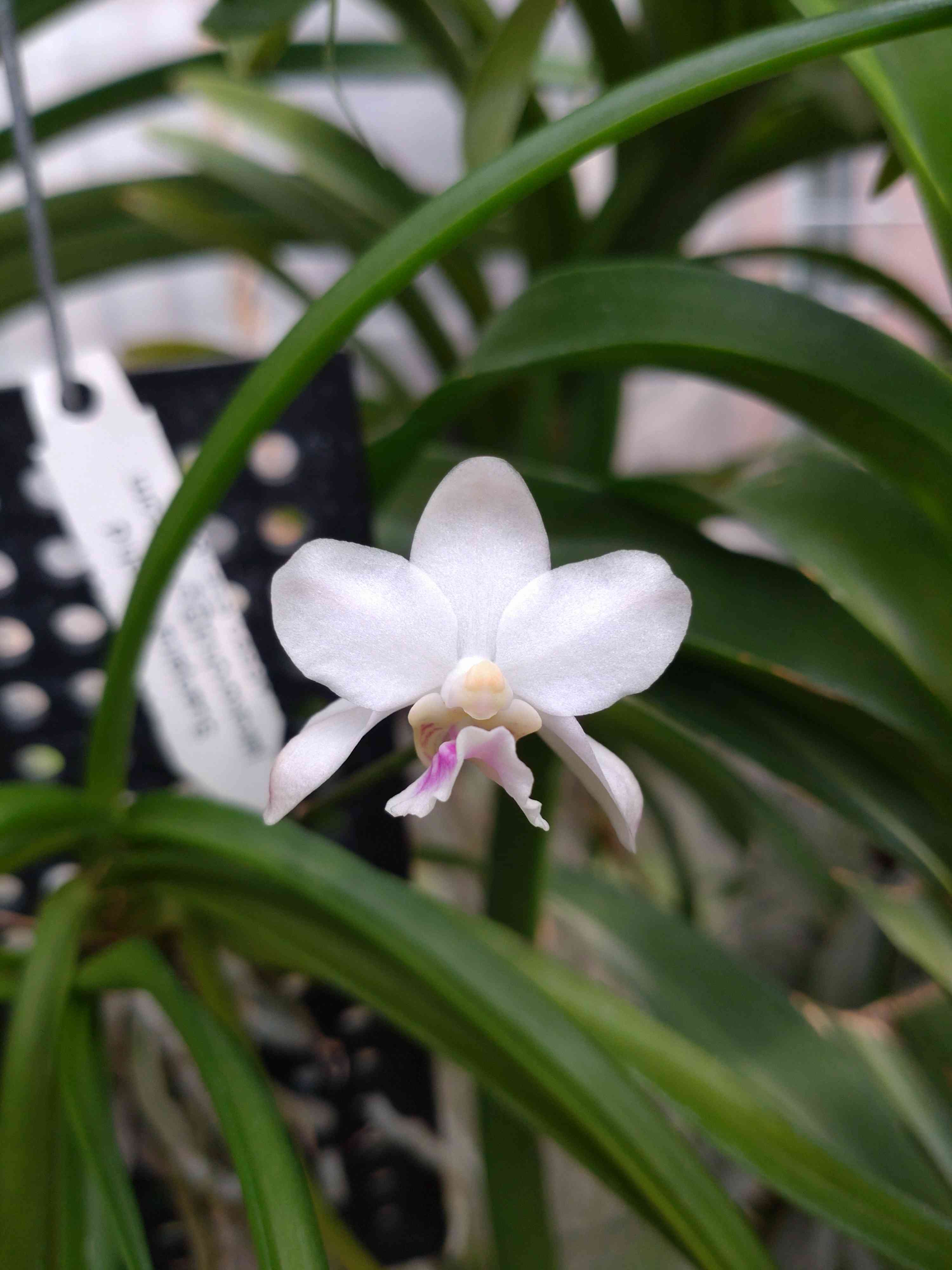 ホルコグロッサム・アメシアナム　大株　大輪性美花種 ホルコグロッサム属の一覧｜  GreenSnap（グリーンスナップ）